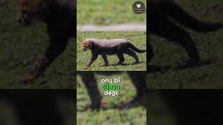 Aslanlar Çita Yavrularından Neden Korkar 🐆😱🦁 [upl. by Hawkins]