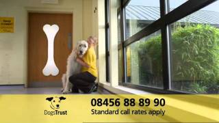 Dogs Trust TV Advert  Dogs Eye View [upl. by Montanez]