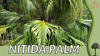 NITIDA PALM Information Description amp More Livistona nitida [upl. by Saddler346]