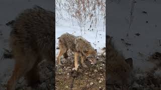 Coyote 1 [upl. by Heloise]