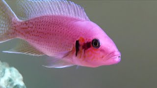 Fairy cichlid Neolamprologus brichardi profile care guide [upl. by Notwen]