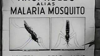 How Malaria is Transmitted 1943 [upl. by Lenra665]