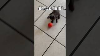 Blue’s Playtime Fun Sphynx Kitten vs The Ball BluTheSphynx playfulpets catlovers shorts [upl. by Crispa]