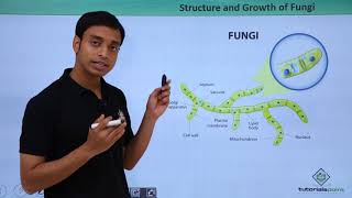 Class 11th – Fungi  Structure and growth  Biological Classification  Tutorials Point [upl. by Tat]