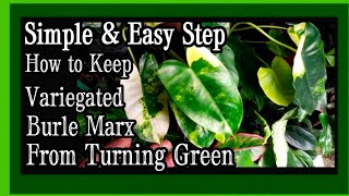 Proven Successful Method  How to Keep Variegated Plants from Reverting Fully Green Var Burle Marx [upl. by Ennayehc]