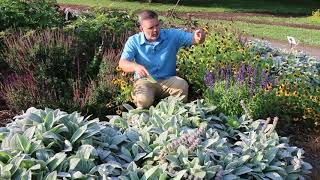 Lambs ear Stachys byzantina  Plant Identification [upl. by Annaeoj486]