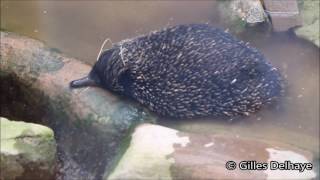 Mierenegels  Ameisenigels  Shortbeaked echidnas  ZOO Duisburg [upl. by Prosser738]