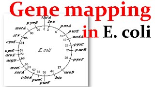 Gene mapping in Ecoli [upl. by Takeshi]