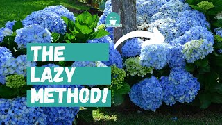 Beginners Guide to Hydrangea Care  Lazy Gardeners Guide to Hydrangeas [upl. by Nolla817]