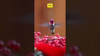 How Hummingbirds Defy Gravity The Only Birds That Fly Backward  Amazing Animal Facts shorts [upl. by Tarsuss302]