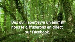 Découvrez les animaux de nos forêts  Lampiris [upl. by Aicilat]