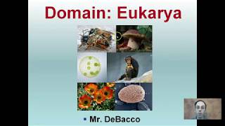 Domain Eukarya [upl. by Cathlene256]