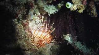 20190506 Indonesia  Gili Meno slope  Night dive Tonna pennata Hermit crabs [upl. by Llerrom]