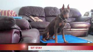 Rex the Former Hyperactive Doberman Pinscher [upl. by Zelda260]