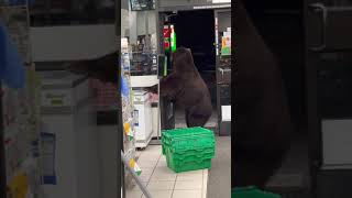 Persistent Bear Uses Hand Sanitizer in 7Eleven Store [upl. by Brag]