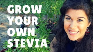 Grow Harvest and Process Your Own Stevia  The Best Natural Sweetener [upl. by Annair]