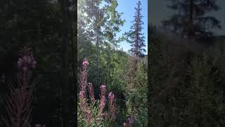 Beautiful fireweed on the kenai peninsula alaskalife alaskan kenai fireweed [upl. by Orozco]