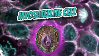 Myosatellite cell Everything Human Cells 💬👁️🕺🔎✅ [upl. by Fortunna]