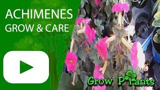 Achimenes  grow amp care [upl. by Prudhoe]