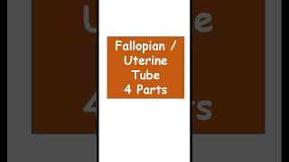 Fallopian tube 4 parts anatomy biology Uterine tube 4 parts [upl. by Koorb]