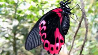 Papilio rumanzovia Eschscholtz 1821 [upl. by Keri132]