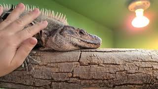 CTsimilis black spiny tailed iguana [upl. by Utimer]