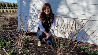 Pruning amp Fertilizing My Hydrangeas ✂️🌿💚 Garden Answer [upl. by Nadler]