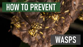 Keep Wasps Away With These 3 Easy Tips Wasp Prevention [upl. by Nnyluqcaj]