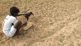 Kanni and whippet dog chasing a squirrel vigorously in field [upl. by Desiri]