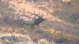 Montana Hunting Company Elk 2012 [upl. by Attevroc606]