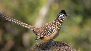 Lesser Roadrunner [upl. by Daus]