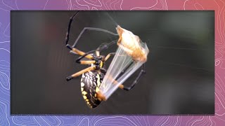 Garden Spider Wraps Grasshopper Prey Extremely Fast [upl. by Ano]