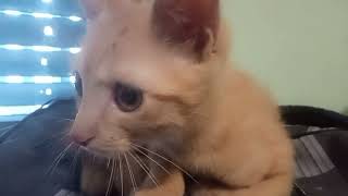 Cat amp hamster Horror movie😾🐹 [upl. by Jermayne]