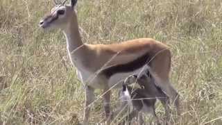 Thomsons Gazelle wnew Fawn Maasai Mara [upl. by Steinway]