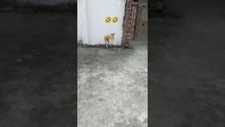 Funny playing dog Finally Revealed🤣comedy shorts cutedogs petfun [upl. by Gilliette447]