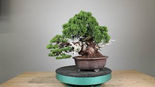 Koji Hiramatsu Takamatsu Bonsai Channel [upl. by Kimberlee]