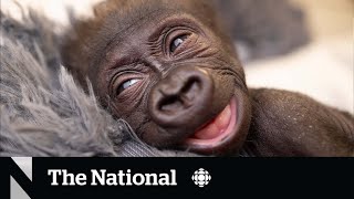 TheMoment a medical doctor delivered a baby gorilla [upl. by Ennasil]