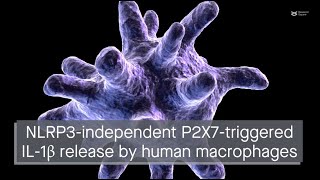 P2X7 activation can trigger IL1β release by human macrophages in an NLRP3independent manner [upl. by Normac793]