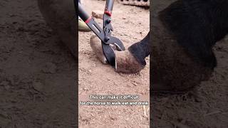 Why do horses hooves need to be trimmed [upl. by Barhos59]