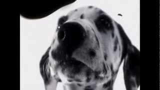 102 Dalmatians  Digga Digga Dog [upl. by Aerehs]