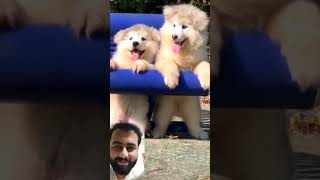 Cute Puppy Alaskan malamute little baby dogs running ♥️ [upl. by Shewchuk956]