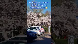 Hofheim am Taunus Kirschblüte im Sonnenschein 🌞🌞🌞 [upl. by Ysdnil]