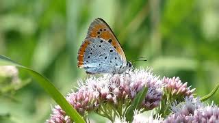 Grote vuurvlinder ssp batava  Lycaena dispar batava [upl. by Polak]