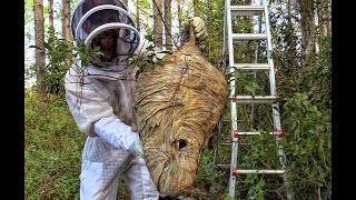 Massive BaldFaced Hornets Nest Removal [upl. by Kepner]