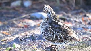 Slow Mo Wildlife  Wilsons Snipe [upl. by Elfie]