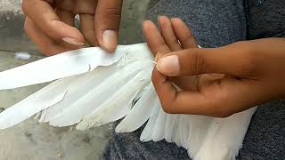 Kabutar ke par bandhne ka asaan tareeka  kabutar ke par kaise bandhe  how to tie pigeons wings [upl. by Phyllys]