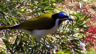 Bluefaced honeyeater  Entomyzon cyanotis [upl. by Audwin]