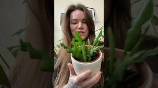 Fishbone cactus easycareplants plantsforbeginners succulent cactus houseplants indoorplants [upl. by Navad]