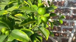 Fruiting Calamondin Kalamansi Citrus Tree in Container [upl. by Elyac]