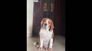 Breezer video viral sorts pyaar ♥️ [upl. by Arolf]